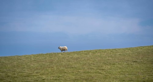 Single sheep in a meadow