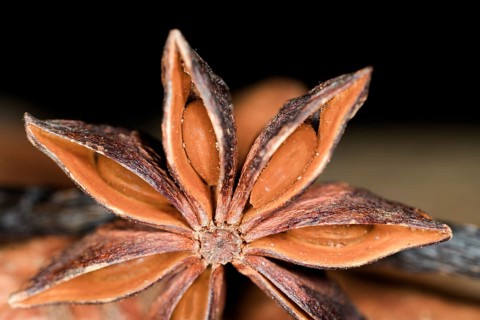 Close-up of a star anise