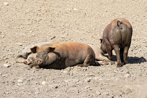 Duroc pigs lie in the dirt