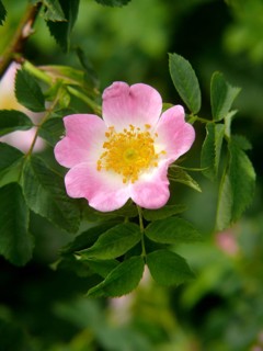 Dog rose