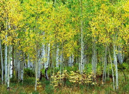 Flowering birch grove in spring
