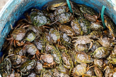 Many of the small green crabs are in the basket in the harbor in Alvor