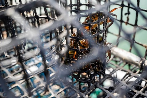 Small crabs used as bait in octopus traps in Alvor