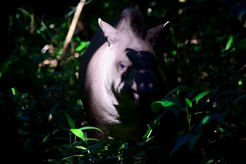 Lowland tapir