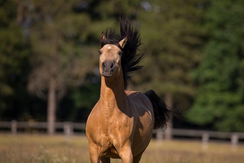Pura Raza Espanola stallion dun at an exuberant gallop with blowing mane on the summer pasture