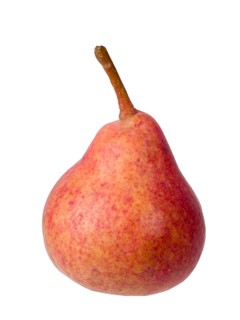 Pear variety Westfaelische Blutbirne