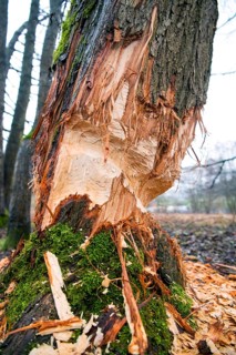 Beaver damage or gnaw marks on a tree in a small forest near a watercourse