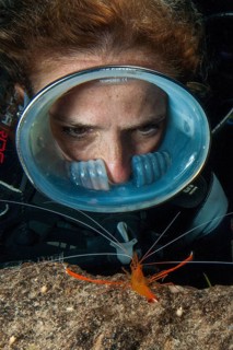 Diver wearing round diving mask looks up close at Mediterranean scissor shrimp shows threatening gesture defensive behaviour