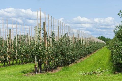 Apple orchard