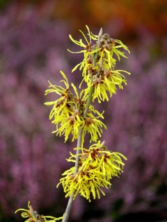 Witch Hazel flowering