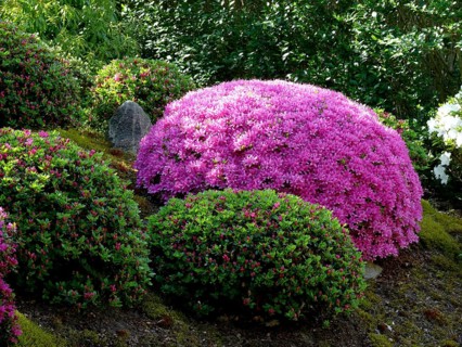 Japanese bonsai garden in Schwilowsee- OT. Ferch