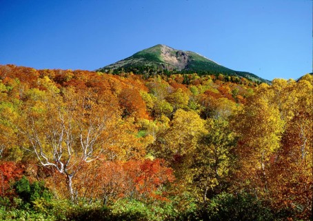 Autumn Forest and Mount Hakoda