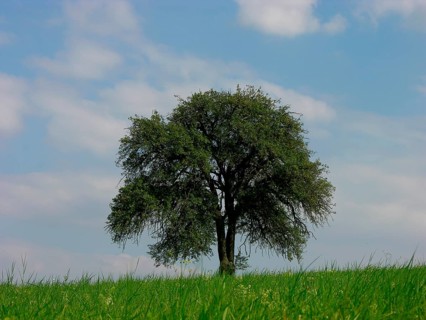 Pear tree Common plantain