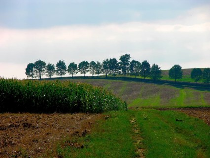 Tree row