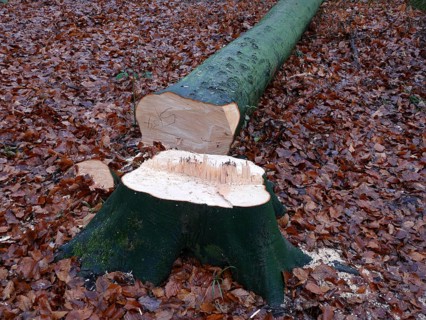Freshly felled beech tree