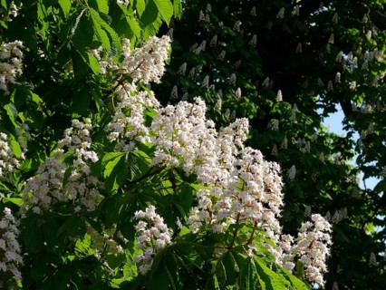 Horse Chestnut in flower