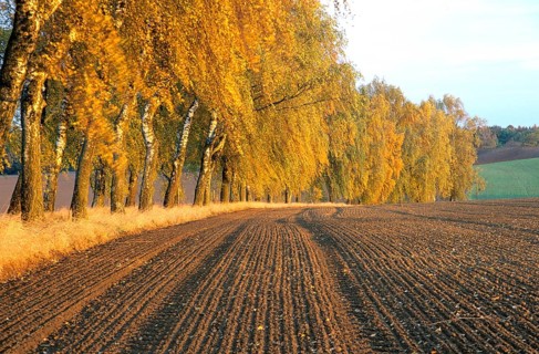 Birch avenue in autumn