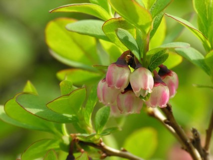 Dewberry