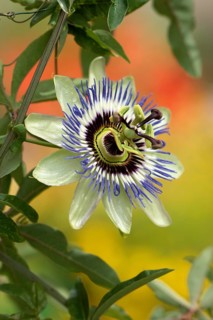 Passion flower passion fruit