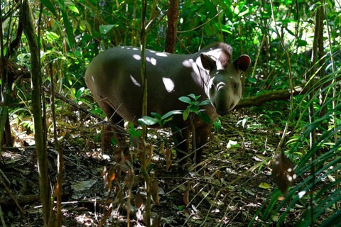 Lowland tapir