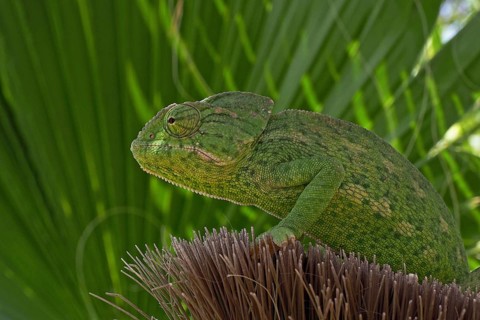 Mediterranean chameleon