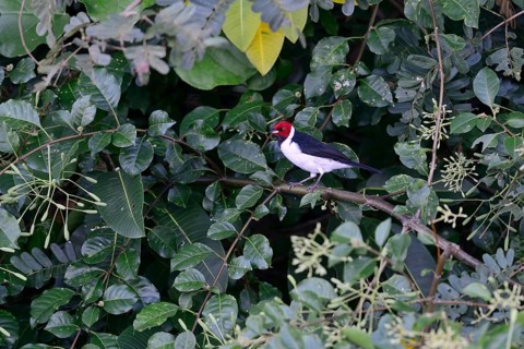 The red-capped cardinal