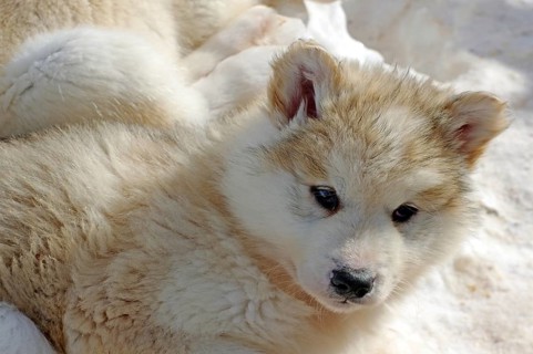 Young sledge dog with thick winter coat looks into the camera