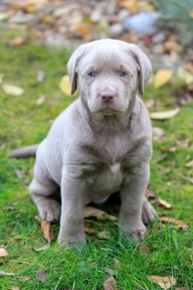 Labrador domestic dog
