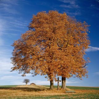 Chestnut tree in autumn