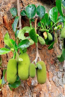 Jackfruit tree
