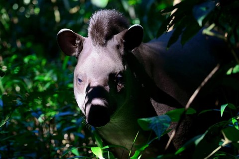 Lowland tapir