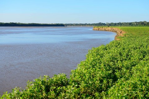 Banks of the Rio Alto Beni