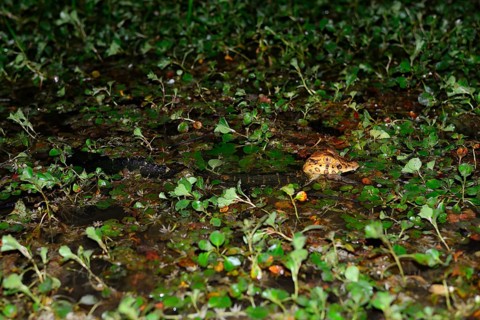 Young yacare caiman