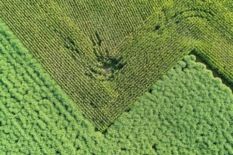 Aerial view of a field silver grass