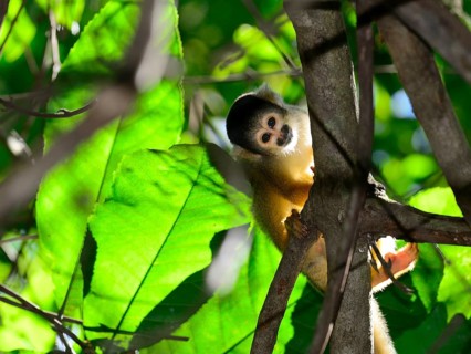 Black-capped squirrel monkey