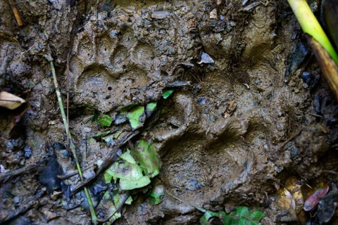 Paw print
