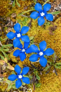 Spring gentian
