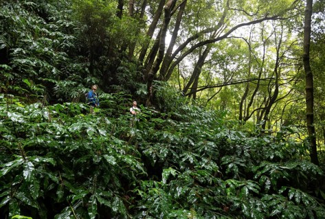 Hikers on the way to the Salto do Prego waterfall past the large-leaved perennials of the butterfly ginger