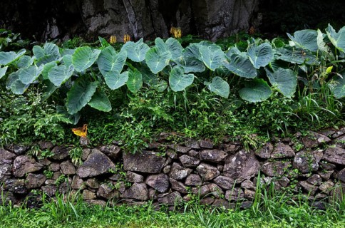 Stone wall with butterbur