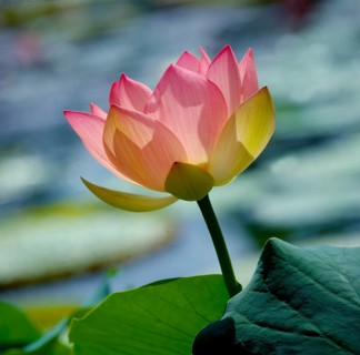 Lotus