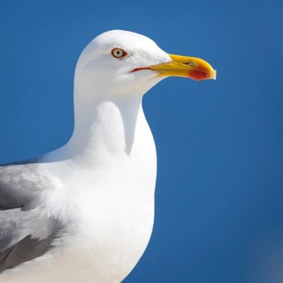 Yellow-legged gull