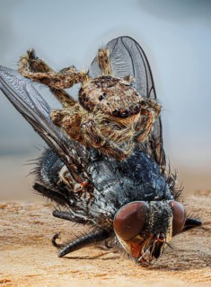 Tan jumping spider