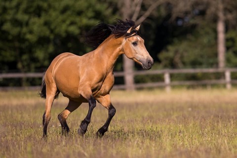 Pura Raza Espanola stallion dun galloping in the summer pasture