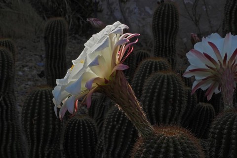 flower of queen of the night