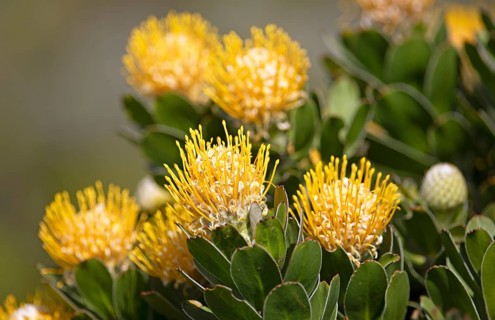 Pincushion protea