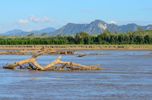 Driftwood in the Rio Alto Beni