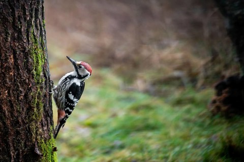 Middle-spotted woodpecker