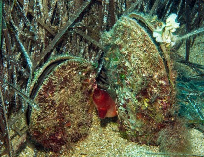 Two live specimens of