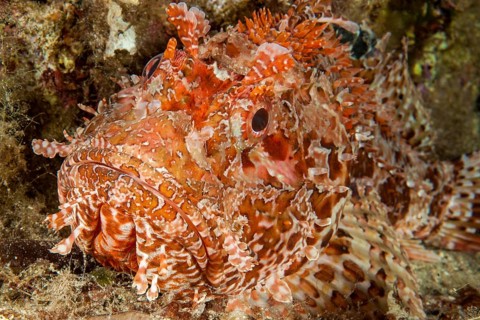 Close-up of head of red scorpionfish