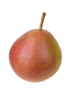 Pear variety Fellbacher Mostbirne